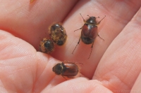 Nectar Scarab Beetles