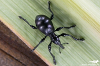 Straight-Snouted Weevil
