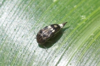 Pin-tailed Beetle