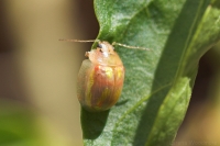 Gold-spotted Paropsine Leaf Beetle