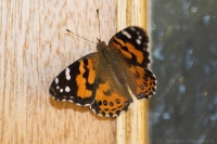 Australian Painted Lady butterfly