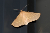 Grevillea Moth