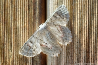 Red-lined Geometer Moth