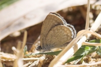 Common Grass Blue butterfly
