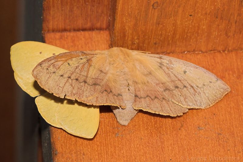Southern Snouted Gum Moth