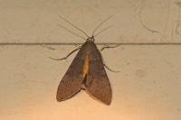 Tree Lucerne Moth