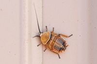 Native Cockroach