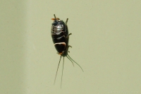 Bush Cockroach