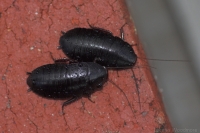 Bush Cockroaches