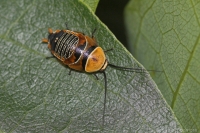 Native cockroach