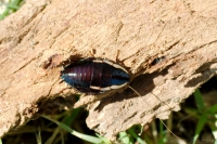 Gisbourne Cockroach