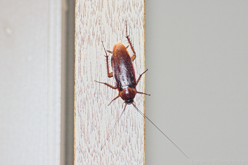 American House Cockroach