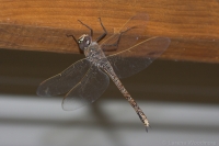 Australian Emporer Dragonfly