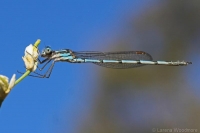 Male Blue Ringtail Damselfly