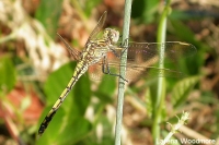 Common Percher Dragonfly