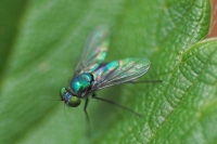 Little Clearwing Stiltfly