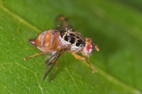 Mediterranean Fruit Fly