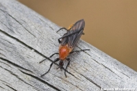 Compost Fly
