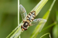 Yellow Shouldered Hoverfly