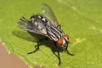 Great Red-eyed Flesh Fly