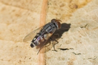 Fly - Sarcophagidae family