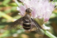 Australian Bee Fly