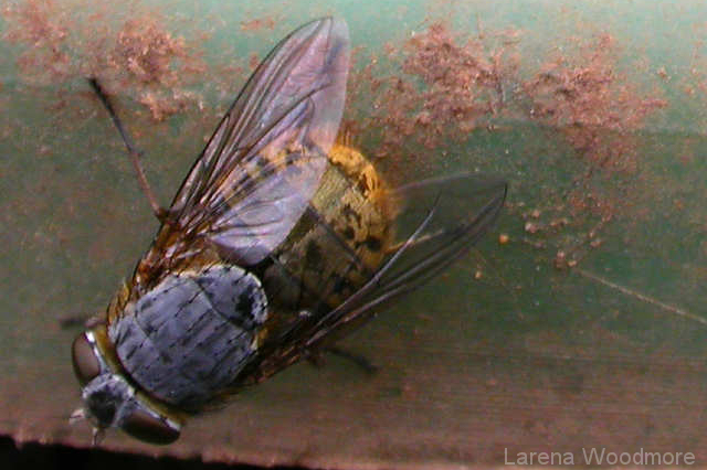 Western Goldenhaired Blowfly