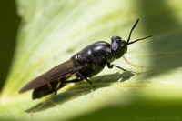 Soldier Fly