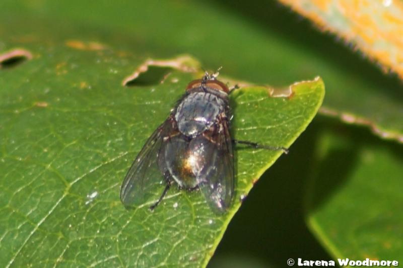 Eastern Goldenhaired Blowfly Calliphora Stygia