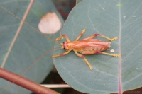 Raspy Cricket (male)