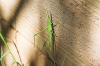 Giant Slantface Grasshopper