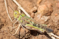 Australian Aiolopus Grasshopper