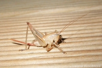 Cricket - female