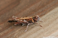 Small Plague Grasshopper