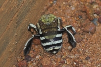 Blue Banded Bee digging a nest