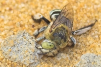 Blue-banded Bee moving a rock