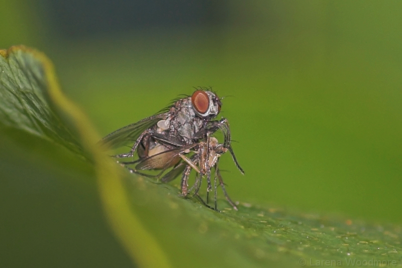 Fly eating a mosquito