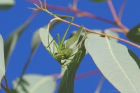 Katydid eating a leaf