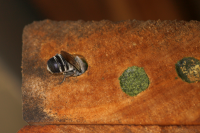 Resin Bee adding resin to nest