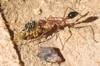 Bull Ant carrying a wasp