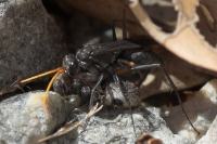 Spider wasp with spider
