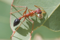 Bull Ant investigating a lerp