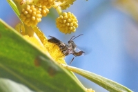 Tiny bees fighting