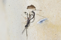 Gasteruptiid Wasp (f)