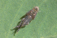 Shed leafhopper nymph skin