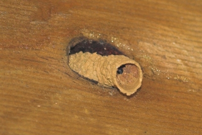 Mud dauber wasp nest