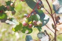 Galls on Eucalypus leaves