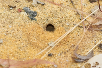 Blue Banded Bee nest hole