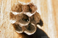 Yellow Paper Wasp nest