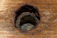 Megachile monstrosa nest hole
